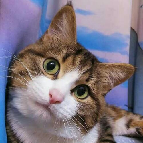 สมาชิกหมายเลข 4538063