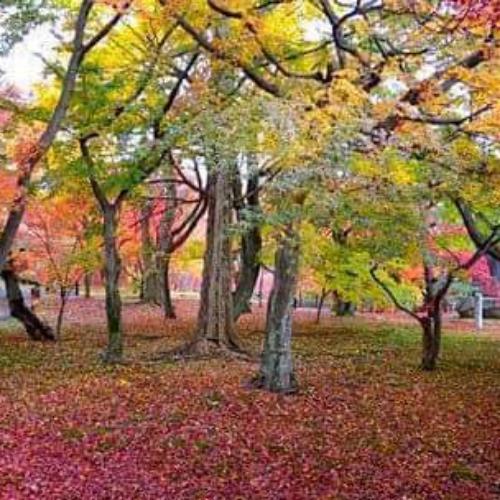 จ.เจ้า ณ เชียงใหม่