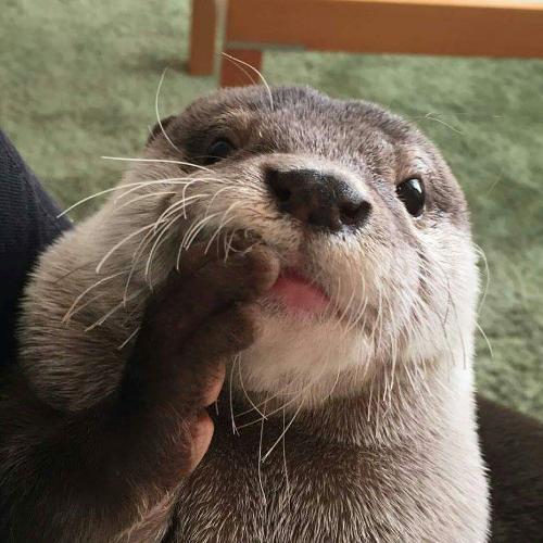 สมาชิกหมายเลข 4963231