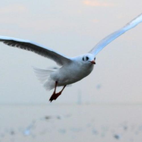 สมาชิกหมายเลข 5847397