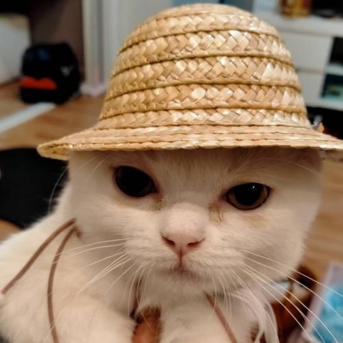 สมาชิกหมายเลข 6449637