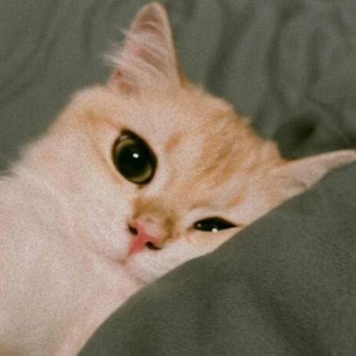 สมาชิกหมายเลข 7148155