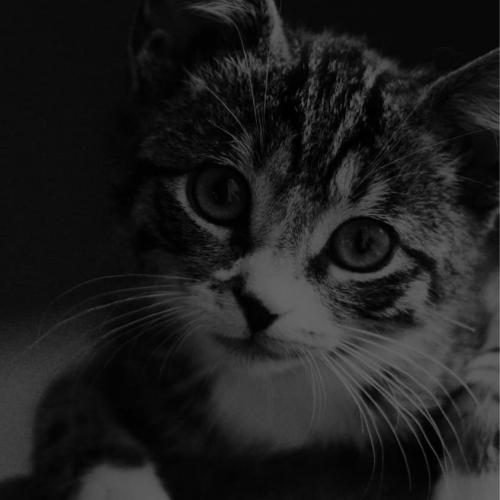 สมาชิกหมายเลข 4925984