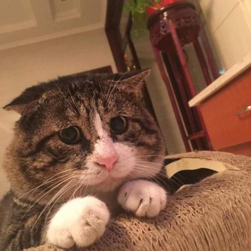 สมาชิกหมายเลข 5222632