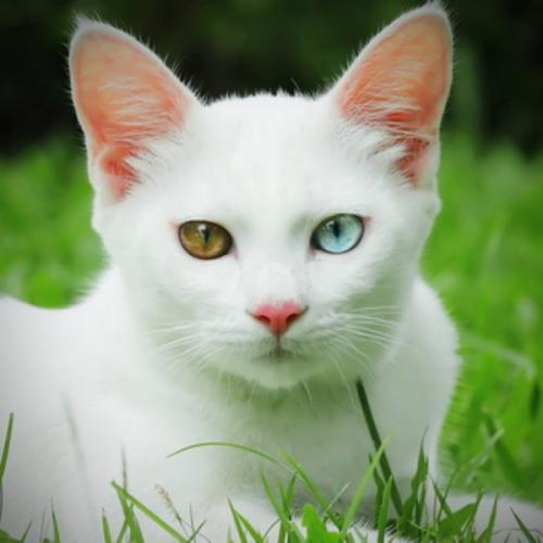 สมาชิกหมายเลข 6449496