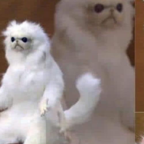 สมาชิกหมายเลข 2384396