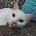 สมาชิกหมายเลข 2693439