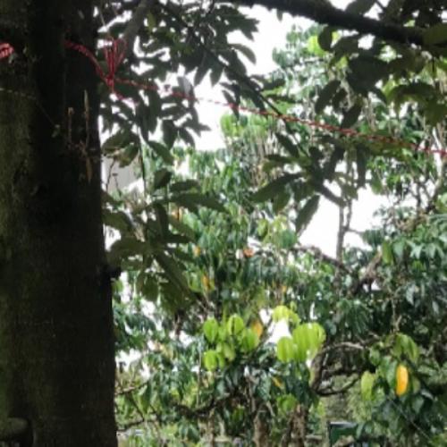 สมาชิกหมายเลข 4274216