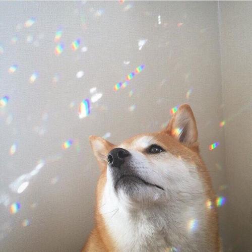 สมาชิกหมายเลข 4613398