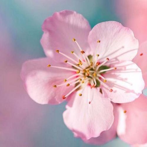 สมาชิกหมายเลข 5363500