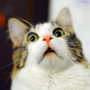 หมี่ฮ่องกง