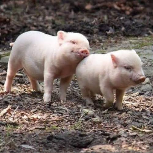 สมาชิกหมายเลข 6306510