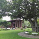 นกเอี้ยงอยากเลี้ยงควายไหม