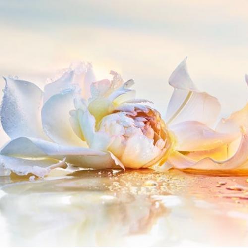 ตั้งใจ ทำดี ตลอดชีวิต