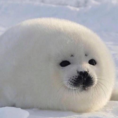 คุณนายสมิธ