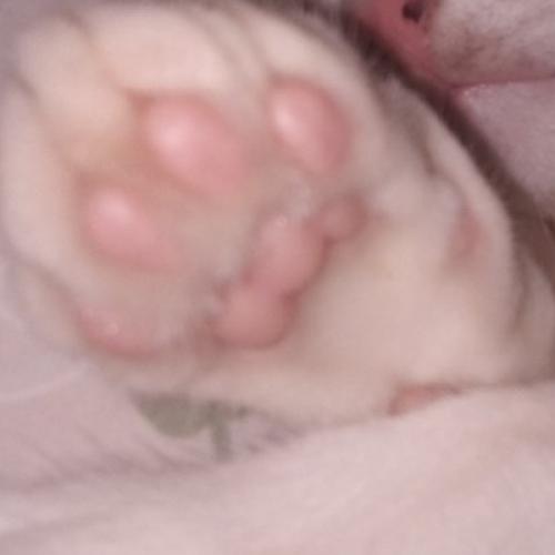 สมาชิกหมายเลข 7088326