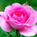 nature-delight