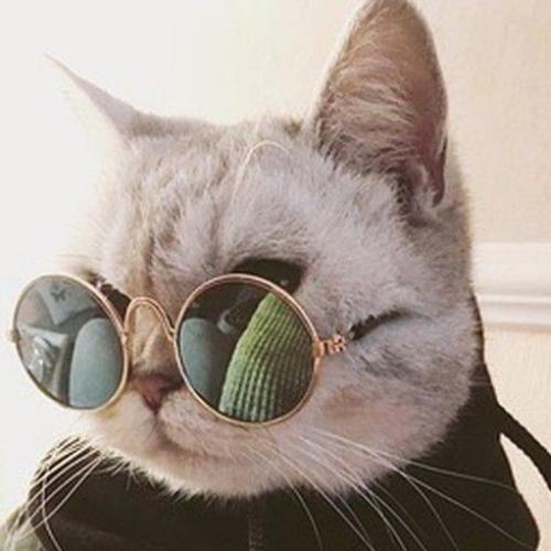 สมาชิกหมายเลข 5355109