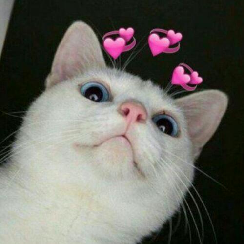 สมาชิกหมายเลข 5355665