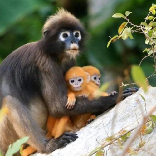 สมาชิกหมายเลข 5852026