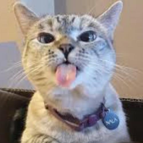 สมาชิกหมายเลข 6451780