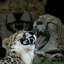 สมาชิกหมายเลข 4761382