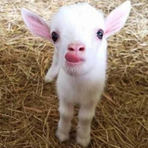 สมาชิกหมายเลข 3968990