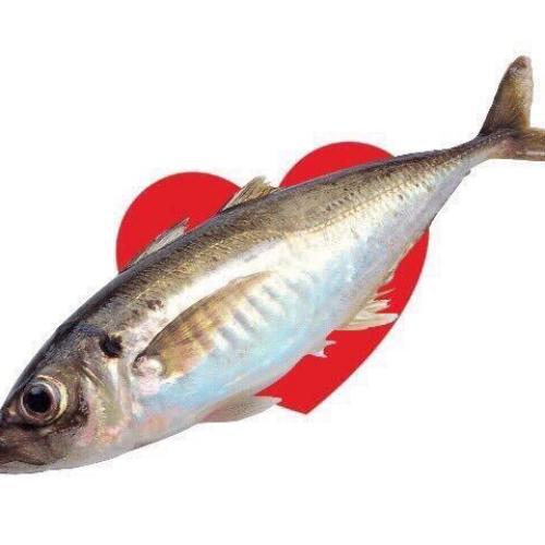 เติมแมวทุกวัน