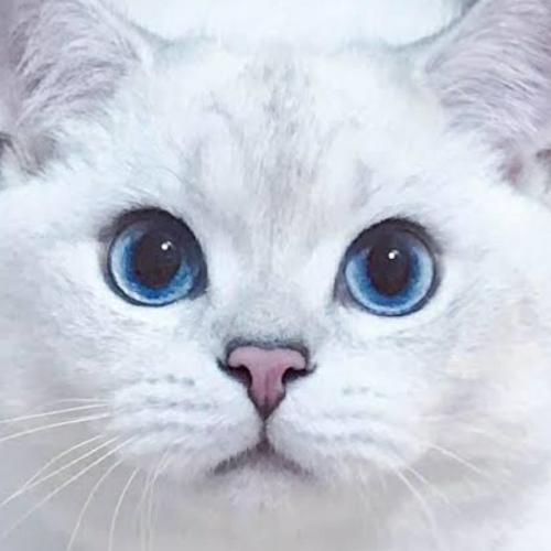 สมาชิกหมายเลข 5250154