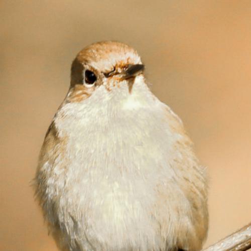 สมาชิกหมายเลข 7141716