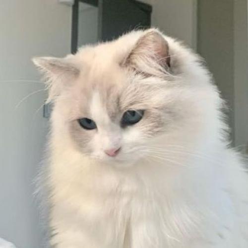 สมาชิกหมายเลข 1519832