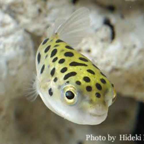 สมาชิกหมายเลข 6301515