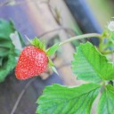 สมาชิกหมายเลข 3758904