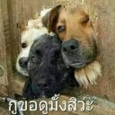 สมาชิกหมายเลข 2196064