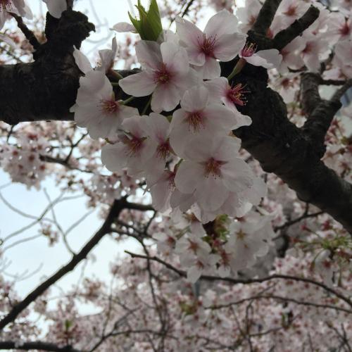 สมาชิกหมายเลข 4222826