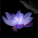 บ้านต้นคูน