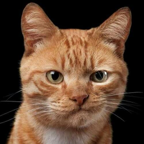 สมาชิกหมายเลข 4983158