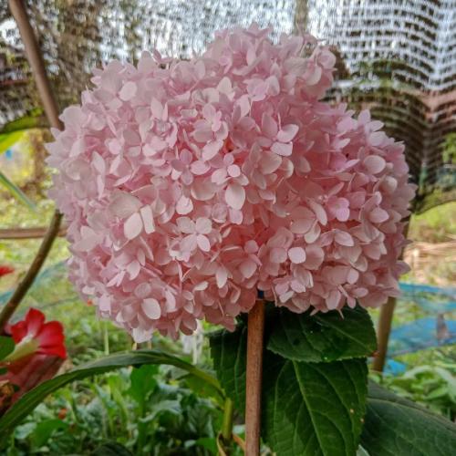 สมาชิกหมายเลข 5365520