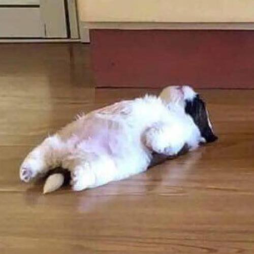 สมาชิกหมายเลข 6455133