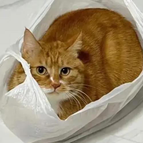 สมาชิกหมายเลข 8412917