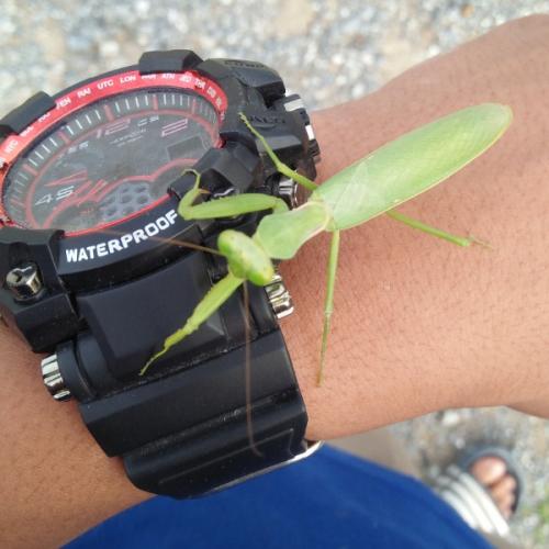 สมาชิกหมายเลข 4359158