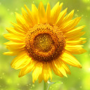 สมาชิกหมายเลข 1359408