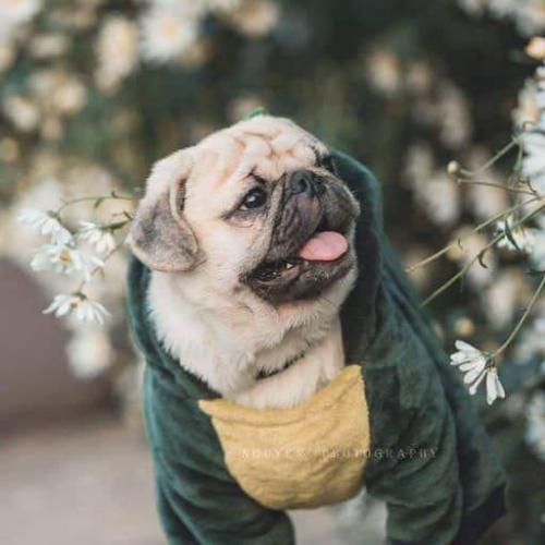 สมาชิกหมายเลข 4826117