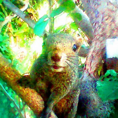 สมาชิกหมายเลข 5366251