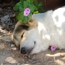 ยูมิ จอมขี้เกียจ