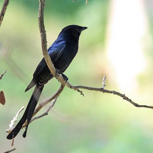 สมาชิกหมายเลข 4616235