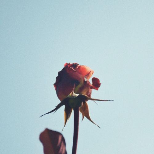 สมาชิกหมายเลข 4502295