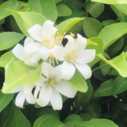 สมาชิกหมายเลข 5095589