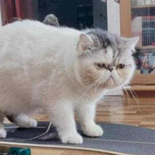 สมาชิกหมายเลข 6457229