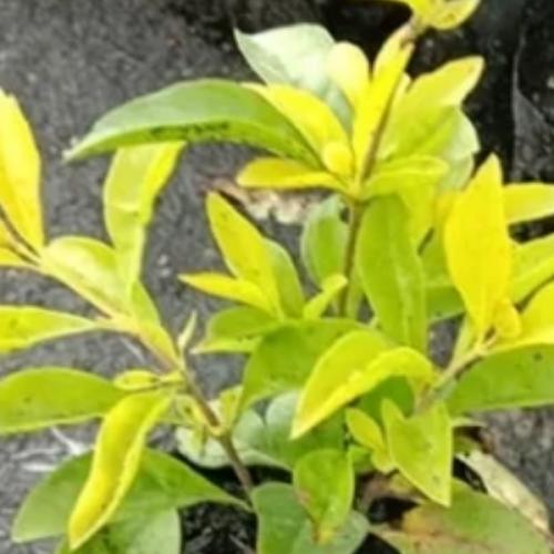 สมาชิกหมายเลข 4442116